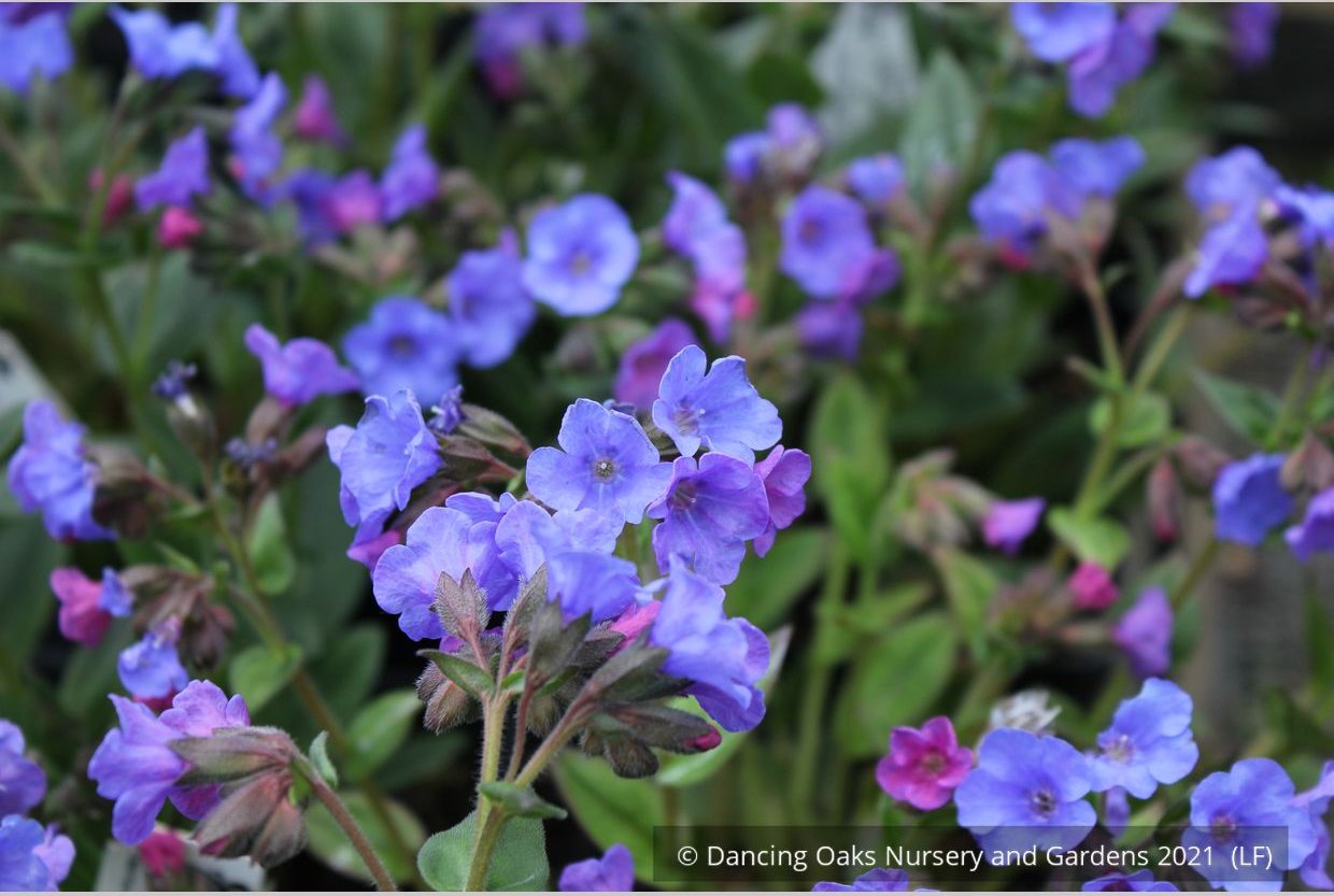 Perennials ~ Pulmonaria 'Blue Ensign', Lungwort ~ Dancing Oaks Nursery and Gardens ~ Retail Nursery ~ Mail Order Nursery