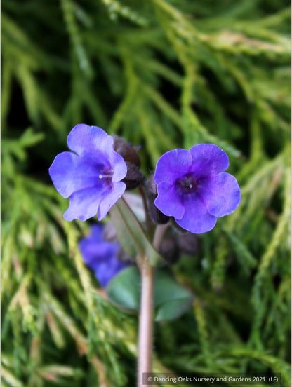 Perennials ~ Pulmonaria 'Blue Ensign', Lungwort ~ Dancing Oaks Nursery and Gardens ~ Retail Nursery ~ Mail Order Nursery
