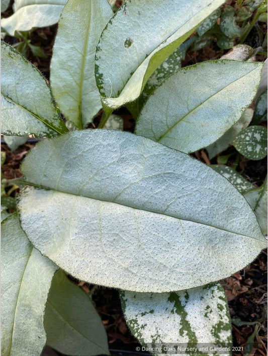 Pulmonaria 'Majeste', Lungwort