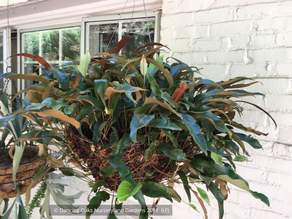 Ferns ~ Pyrrosia lingua, Japanese Felt Fern ~ Dancing Oaks Nursery and Gardens ~ Retail Nursery ~ Mail Order Nursery