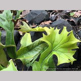 Ferns ~ Pyrrosia lingua 'Corymbifera' ~ Dancing Oaks Nursery and Gardens ~ Retail Nursery ~ Mail Order Nursery