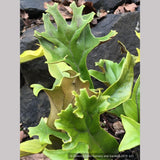 Ferns ~ Pyrrosia lingua 'Corymbifera' ~ Dancing Oaks Nursery and Gardens ~ Retail Nursery ~ Mail Order Nursery