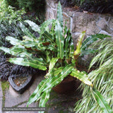 Ferns ~ Pyrrosia lingua, Japanese Felt Fern ~ Dancing Oaks Nursery and Gardens ~ Retail Nursery ~ Mail Order Nursery