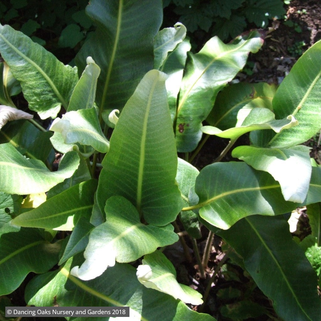 Ferns ~ Pyrrosia lingua, Japanese Felt Fern ~ Dancing Oaks Nursery and Gardens ~ Retail Nursery ~ Mail Order Nursery
