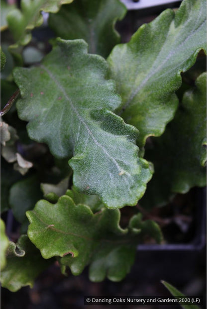 Perennials ~ Pyrrosia lingua 'Tachiba Koryu', Asian Tongue Fern ~ Dancing Oaks Nursery and Gardens ~ Retail Nursery ~ Mail Order Nursery