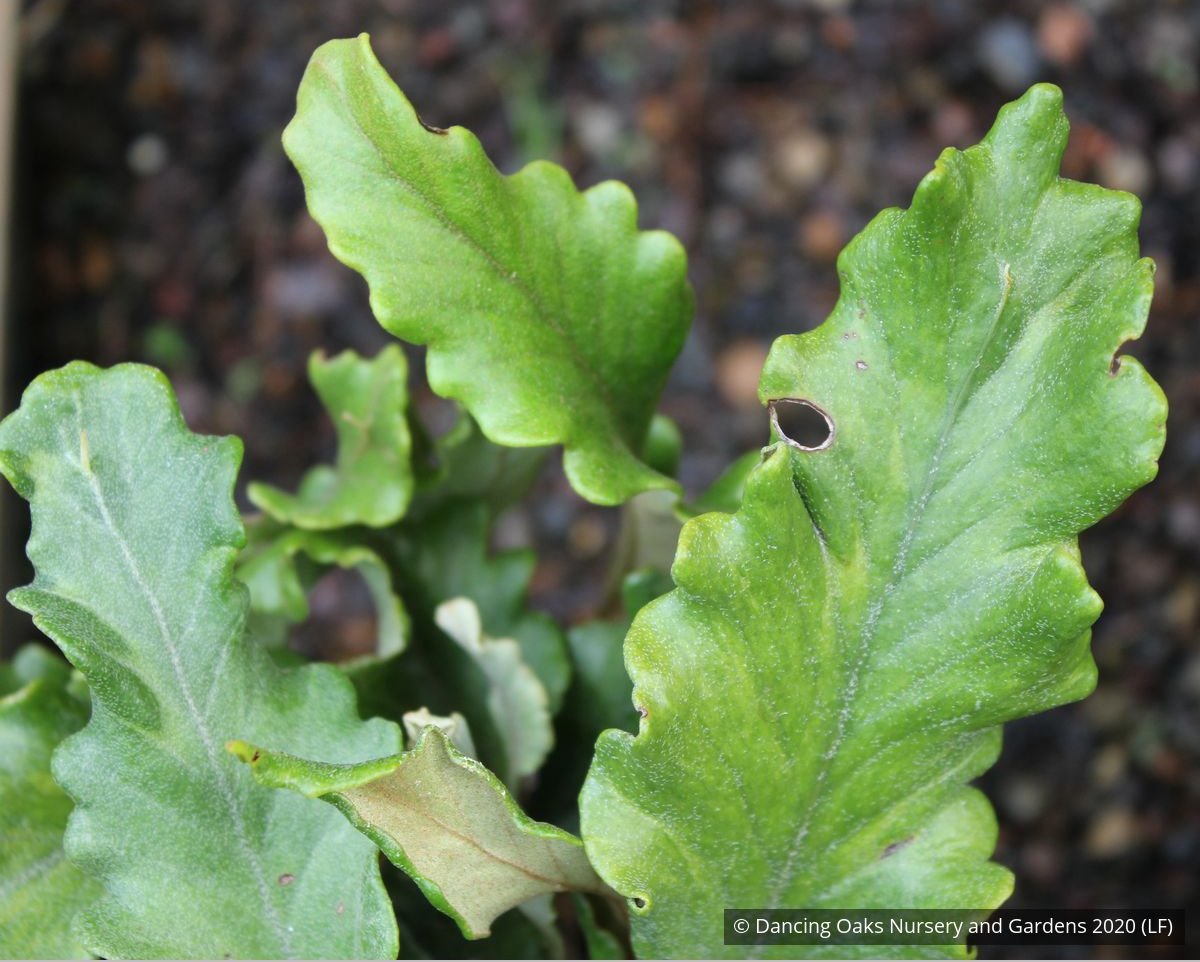 Perennials ~ Pyrrosia lingua 'Tachiba Koryu', Asian Tongue Fern ~ Dancing Oaks Nursery and Gardens ~ Retail Nursery ~ Mail Order Nursery