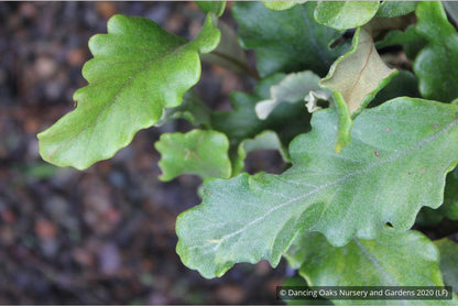 Perennials ~ Pyrrosia lingua 'Tachiba Koryu', Asian Tongue Fern ~ Dancing Oaks Nursery and Gardens ~ Retail Nursery ~ Mail Order Nursery