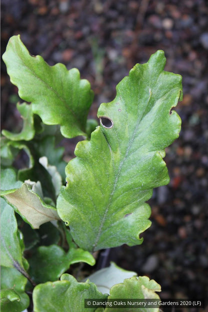 Perennials ~ Pyrrosia lingua 'Tachiba Koryu', Asian Tongue Fern ~ Dancing Oaks Nursery and Gardens ~ Retail Nursery ~ Mail Order Nursery