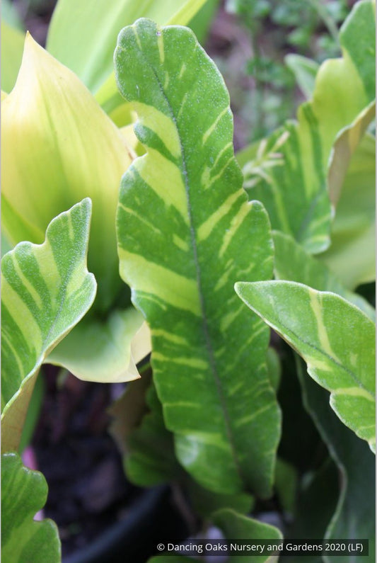 Ferns ~ Pyrrosia lingua 'Variegata', Variegated Asian Tongue Fern ~ Dancing Oaks Nursery and Gardens ~ Retail Nursery ~ Mail Order Nursery