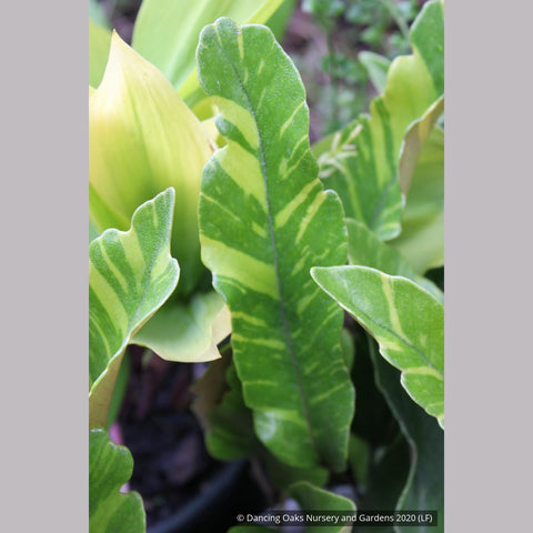 Ferns ~ Pyrrosia lingua 'Variegata', Variegated Asian Tongue Fern ~ Dancing Oaks Nursery and Gardens ~ Retail Nursery ~ Mail Order Nursery