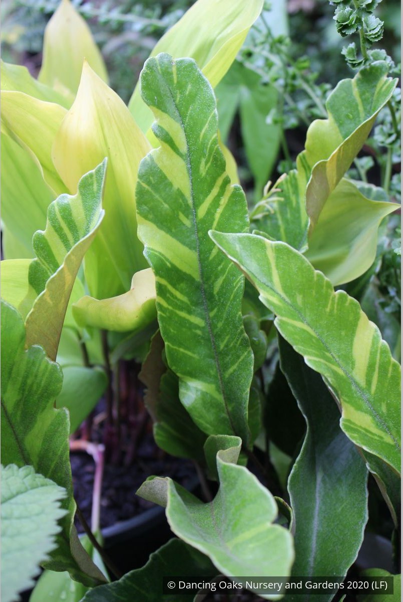 Ferns ~ Pyrrosia lingua 'Variegata', Variegated Asian Tongue Fern ~ Dancing Oaks Nursery and Gardens ~ Retail Nursery ~ Mail Order Nursery