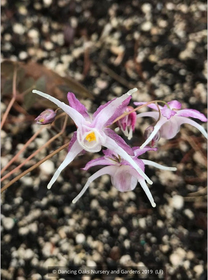 Perennials ~ Epimedium grandiflorum 'Queen Esta', Barrenwort ~ Dancing Oaks Nursery and Gardens ~ Retail Nursery ~ Mail Order Nursery