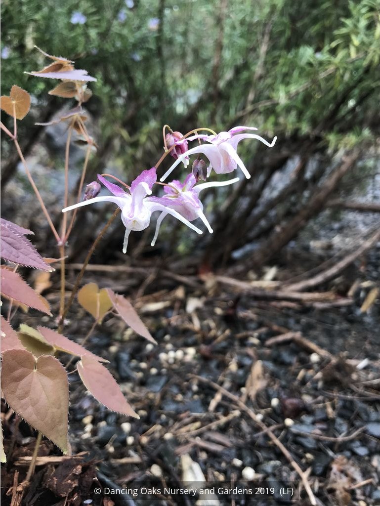 Perennials ~ Epimedium grandiflorum 'Queen Esta', Barrenwort ~ Dancing Oaks Nursery and Gardens ~ Retail Nursery ~ Mail Order Nursery