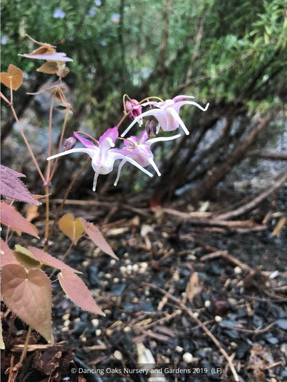 Perennials ~ Epimedium grandiflorum 'Queen Esta', Barrenwort ~ Dancing Oaks Nursery and Gardens ~ Retail Nursery ~ Mail Order Nursery