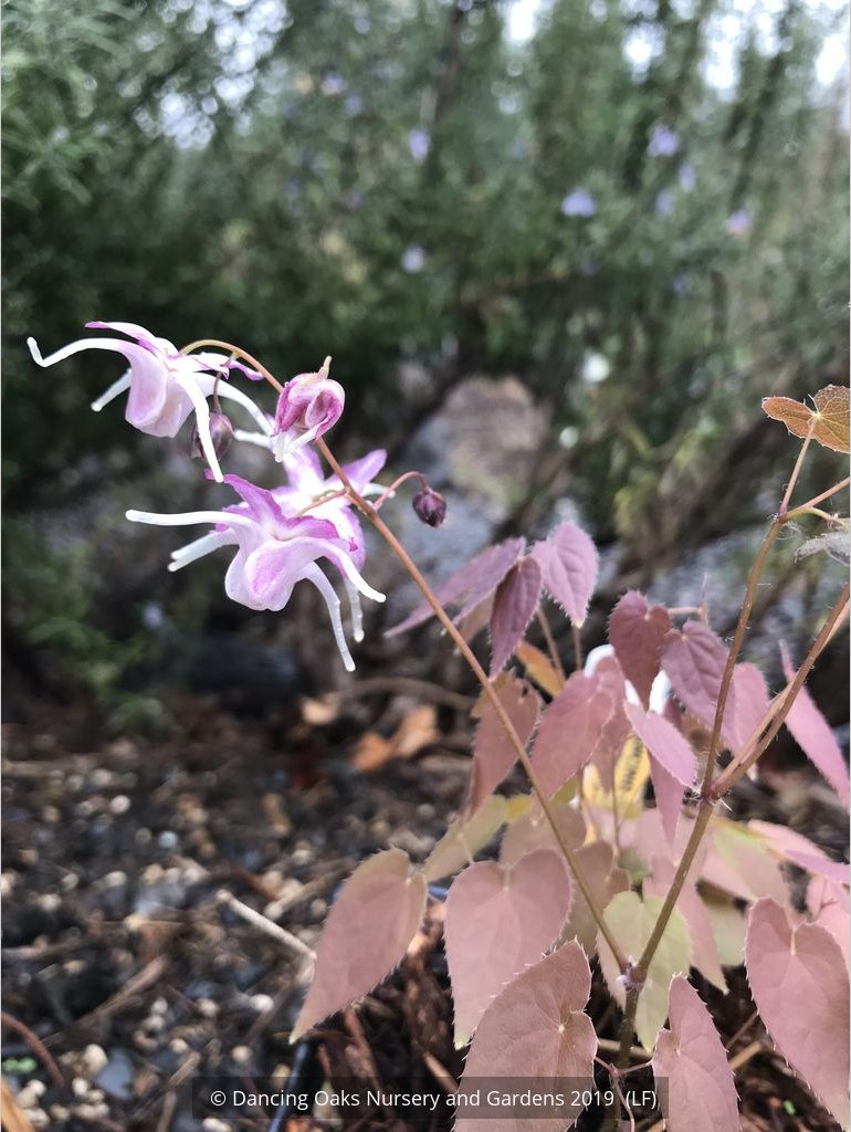 Perennials ~ Epimedium grandiflorum 'Queen Esta', Barrenwort ~ Dancing Oaks Nursery and Gardens ~ Retail Nursery ~ Mail Order Nursery