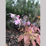 Perennials ~ Epimedium grandiflorum 'Queen Esta', Barrenwort ~ Dancing Oaks Nursery and Gardens ~ Retail Nursery ~ Mail Order Nursery