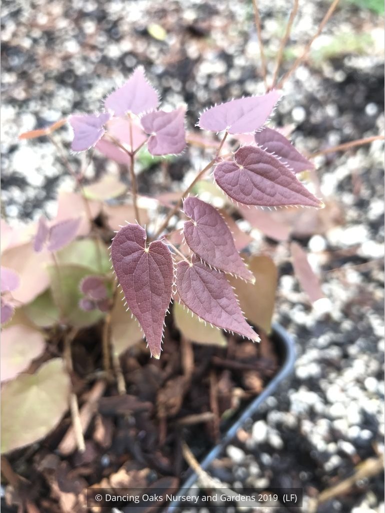 Perennials ~ Epimedium grandiflorum 'Queen Esta', Barrenwort ~ Dancing Oaks Nursery and Gardens ~ Retail Nursery ~ Mail Order Nursery