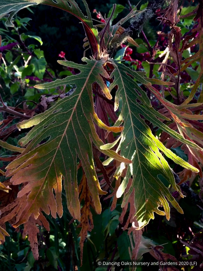 Trees ~ Quercus dentata 'Pinnatifida', Cutleaf Emperor Oak ~ Dancing Oaks Nursery and Gardens ~ Retail Nursery ~ Mail Order Nursery