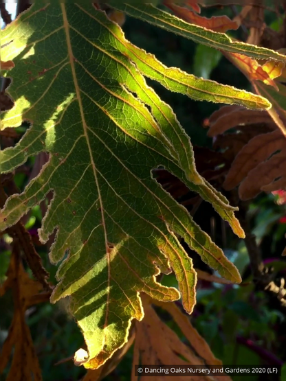 Trees ~ Quercus dentata 'Pinnatifida', Cutleaf Emperor Oak ~ Dancing Oaks Nursery and Gardens ~ Retail Nursery ~ Mail Order Nursery