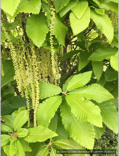 Trees ~ Quercus pontica, Armenian oak ~ Dancing Oaks Nursery and Gardens ~ Retail Nursery ~ Mail Order Nursery