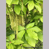 Trees ~ Quercus pontica, Armenian oak ~ Dancing Oaks Nursery and Gardens ~ Retail Nursery ~ Mail Order Nursery