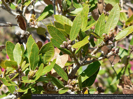 Shrubs ~ Quercus vaccinifolia, Huckleberry Oak ~ Dancing Oaks Nursery and Gardens ~ Retail Nursery ~ Mail Order Nursery