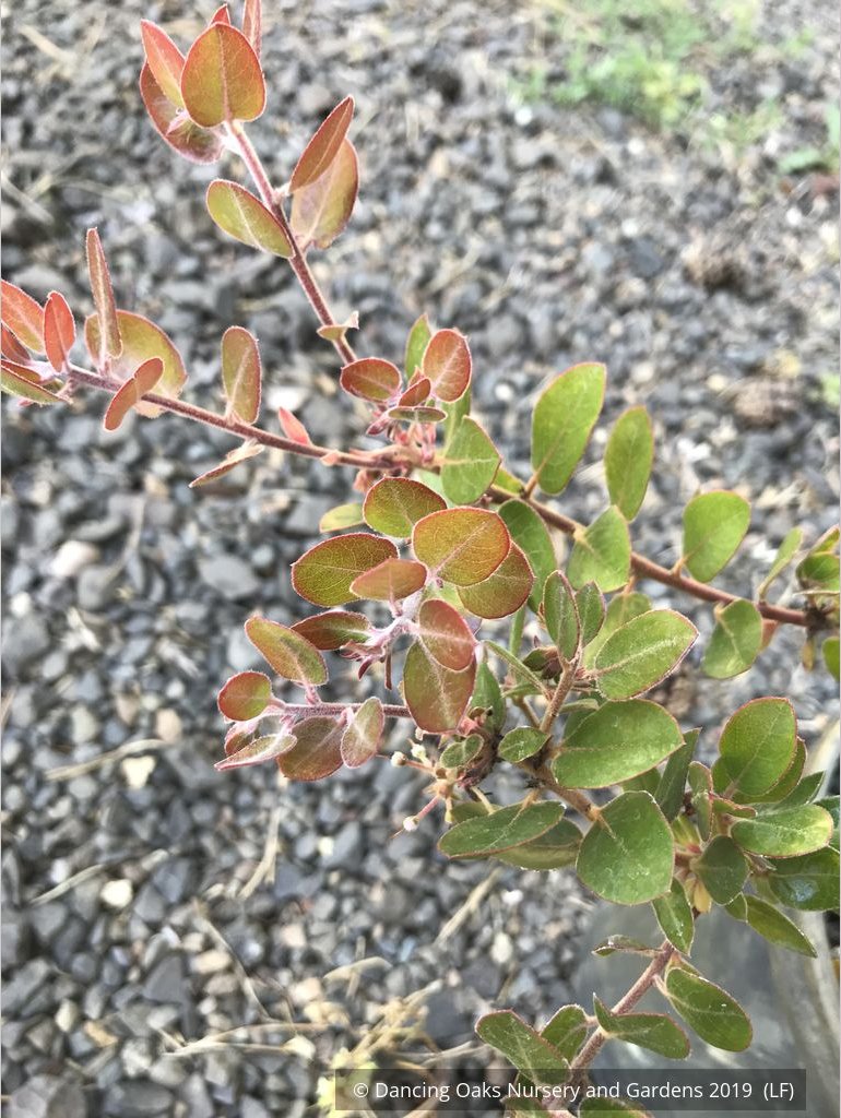 Shrubs ~ Arctostaphylos RSABG 18273, Manzanita ~ Dancing Oaks Nursery and Gardens ~ Retail Nursery ~ Mail Order Nursery