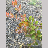 Shrubs ~ Arctostaphylos RSABG 18273, Manzanita ~ Dancing Oaks Nursery and Gardens ~ Retail Nursery ~ Mail Order Nursery