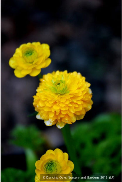 Perennials ~ Ranunculus constantinopolitanus 'Plenus', Double Buttercup ~ Dancing Oaks Nursery and Gardens ~ Retail Nursery ~ Mail Order Nursery