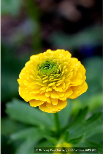 Perennials ~ Ranunculus constantinopolitanus 'Plenus', Double Buttercup ~ Dancing Oaks Nursery and Gardens ~ Retail Nursery ~ Mail Order Nursery