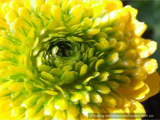 Perennials ~ Ranunculus constantinopolitanus 'Plenus', Double Buttercup ~ Dancing Oaks Nursery and Gardens ~ Retail Nursery ~ Mail Order Nursery