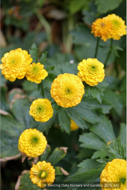 Perennials ~ Ranunculus constantinopolitanus 'Plenus', Double Buttercup ~ Dancing Oaks Nursery and Gardens ~ Retail Nursery ~ Mail Order Nursery