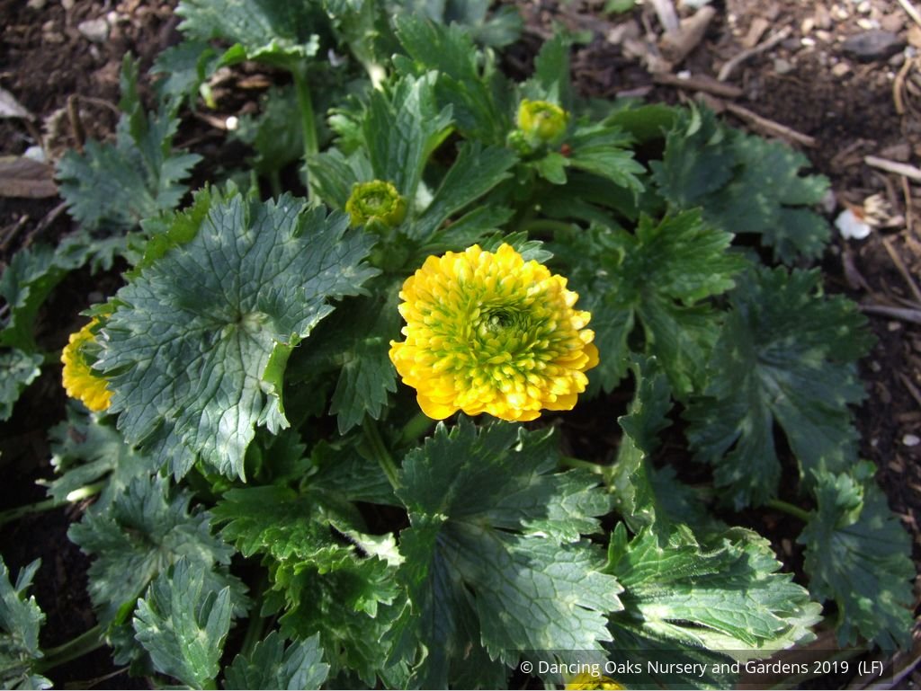 Perennials ~ Ranunculus constantinopolitanus 'Plenus', Double Buttercup ~ Dancing Oaks Nursery and Gardens ~ Retail Nursery ~ Mail Order Nursery