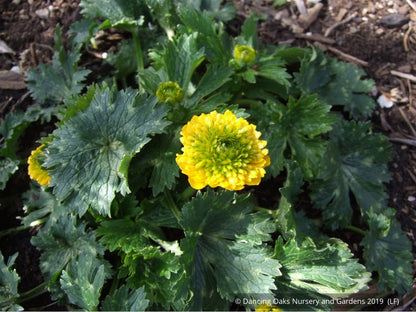Perennials ~ Ranunculus constantinopolitanus 'Plenus', Double Buttercup ~ Dancing Oaks Nursery and Gardens ~ Retail Nursery ~ Mail Order Nursery