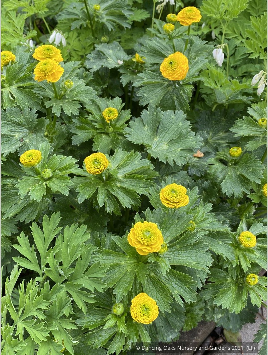 Perennials ~ Ranunculus constantinopolitanus 'Plenus', Double Buttercup ~ Dancing Oaks Nursery and Gardens ~ Retail Nursery ~ Mail Order Nursery