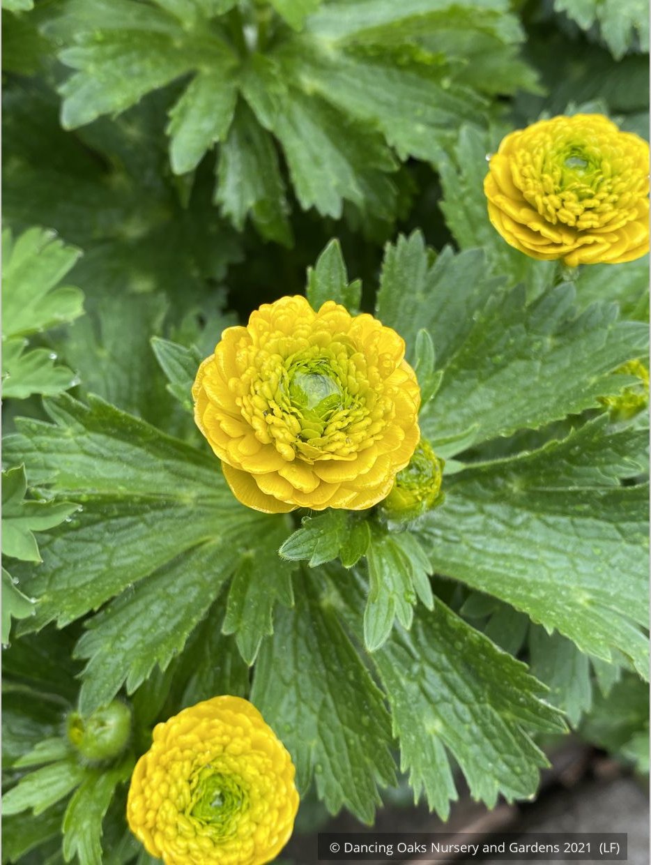 Perennials ~ Ranunculus constantinopolitanus 'Plenus', Double Buttercup ~ Dancing Oaks Nursery and Gardens ~ Retail Nursery ~ Mail Order Nursery