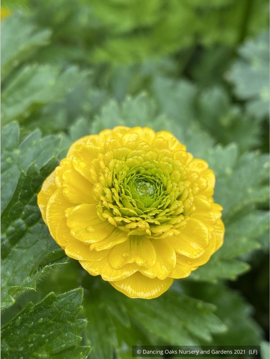 Perennials ~ Ranunculus constantinopolitanus 'Plenus', Double Buttercup ~ Dancing Oaks Nursery and Gardens ~ Retail Nursery ~ Mail Order Nursery