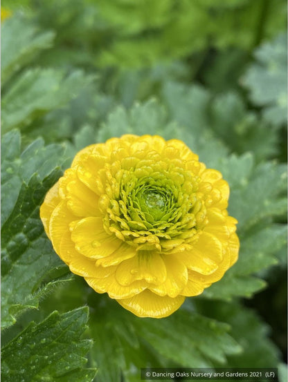 Perennials ~ Ranunculus constantinopolitanus 'Plenus', Double Buttercup ~ Dancing Oaks Nursery and Gardens ~ Retail Nursery ~ Mail Order Nursery