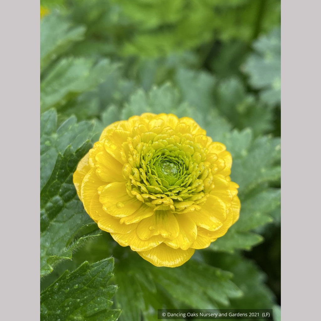 Ranunculus constantinopolitanus 'Plenus', Double Buttercup – Dancing ...