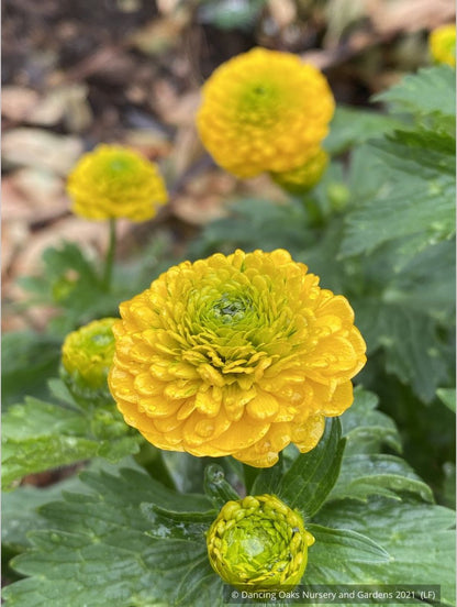 Perennials ~ Ranunculus constantinopolitanus 'Plenus', Double Buttercup ~ Dancing Oaks Nursery and Gardens ~ Retail Nursery ~ Mail Order Nursery