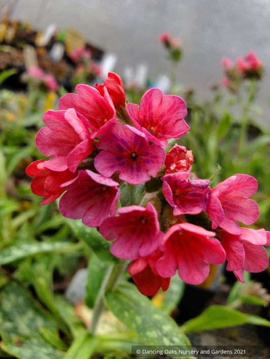 Perennials ~ Pulmonaria 'Raspberry Splash' PP12138, Lungwort ~ Dancing Oaks Nursery and Gardens ~ Retail Nursery ~ Mail Order Nursery