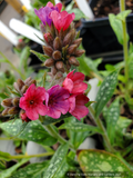 Perennials ~ Pulmonaria 'Raspberry Splash' PP12138, Lungwort ~ Dancing Oaks Nursery and Gardens ~ Retail Nursery ~ Mail Order Nursery