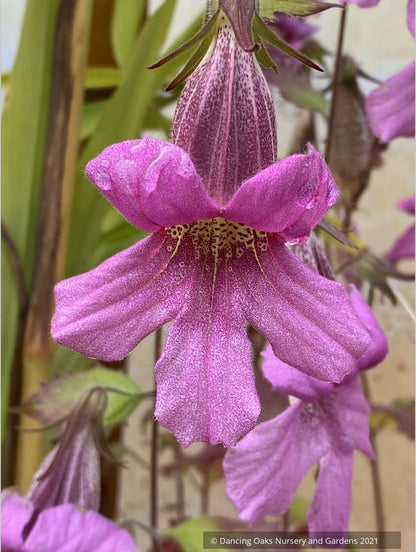 Rehmannia elata, Chinese Foxglove