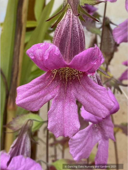 Rehmannia elata, Chinese Foxglove