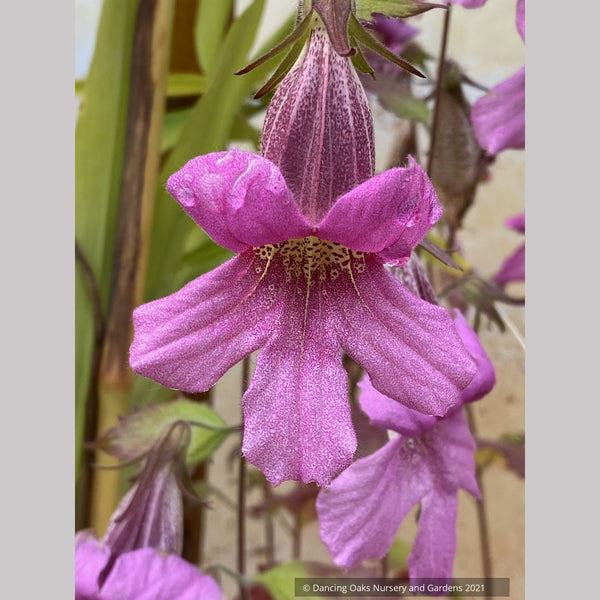 Rehmannia elata, Chinese Foxglove – Dancing Oaks Nursery and Gardens