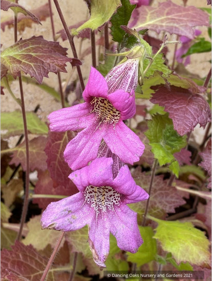 Rehmannia elata, Chinese Foxglove