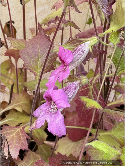 Rehmannia elata, Chinese Foxglove