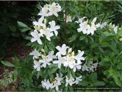 Shrubs ~ Rhododendron occidentale, Native Azalea ~ Dancing Oaks Nursery and Gardens ~ Retail Nursery ~ Mail Order Nursery