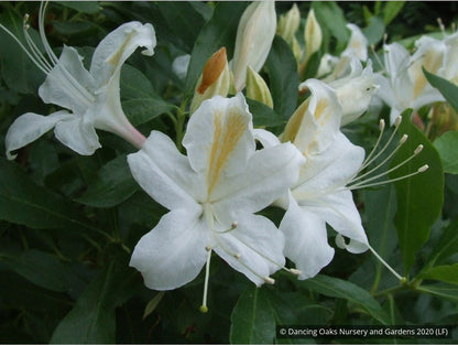 Shrubs ~ Rhododendron occidentale, Native Azalea ~ Dancing Oaks Nursery and Gardens ~ Retail Nursery ~ Mail Order Nursery