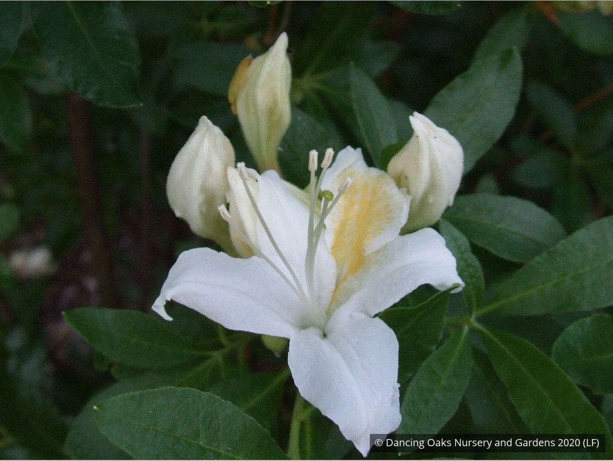 Shrubs ~ Rhododendron occidentale, Native Azalea ~ Dancing Oaks Nursery and Gardens ~ Retail Nursery ~ Mail Order Nursery
